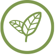 Icon Leaf