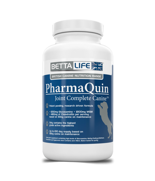 synequin for dogs